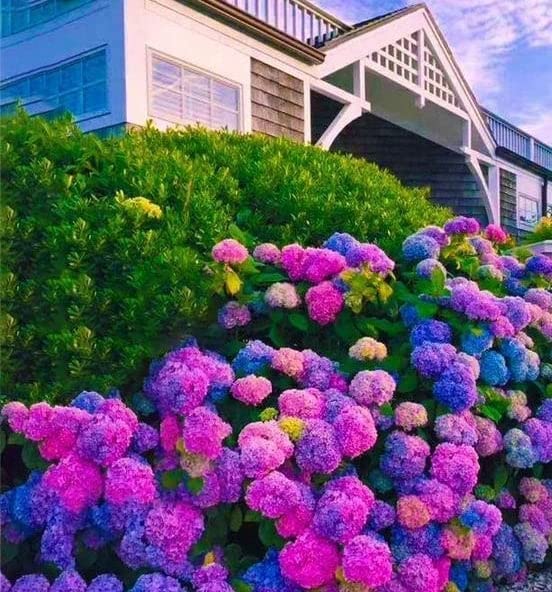 Amazon.com : 30pcs Blue Pink Purple Hydrangea - Beautiful and